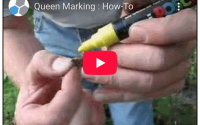 Queen Marking – How To with video