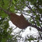 tree swarm