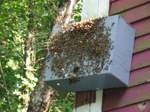 Bushkill Honeybee Swarm Traps