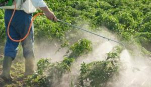 Report: Pesticide Exposure in Pregnancy May Raise Autism Risk