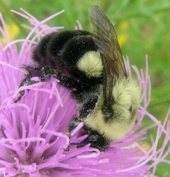 bumblebee