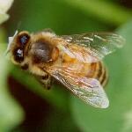 honeybee