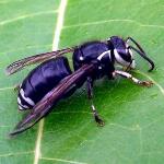 hornet