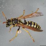 wasp