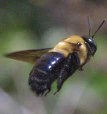 carptenter bee