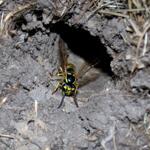 ground nest