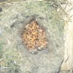 cavity nest