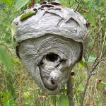 paper nest