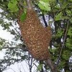 swarm