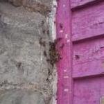 wall nest