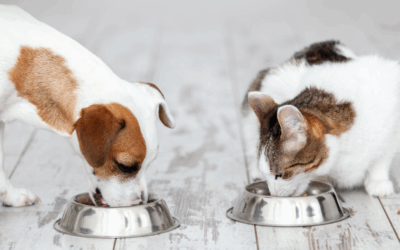 Pesticide Residues in Pet Food Threaten Health of Companion Animals
