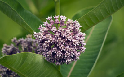 Not All Flowers Are Friendly: Honeybee vs. Milkweed [Must-See Video]